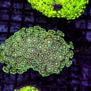 Freya Goniopora Colony WYSIWYG - SAQ Coral Farm