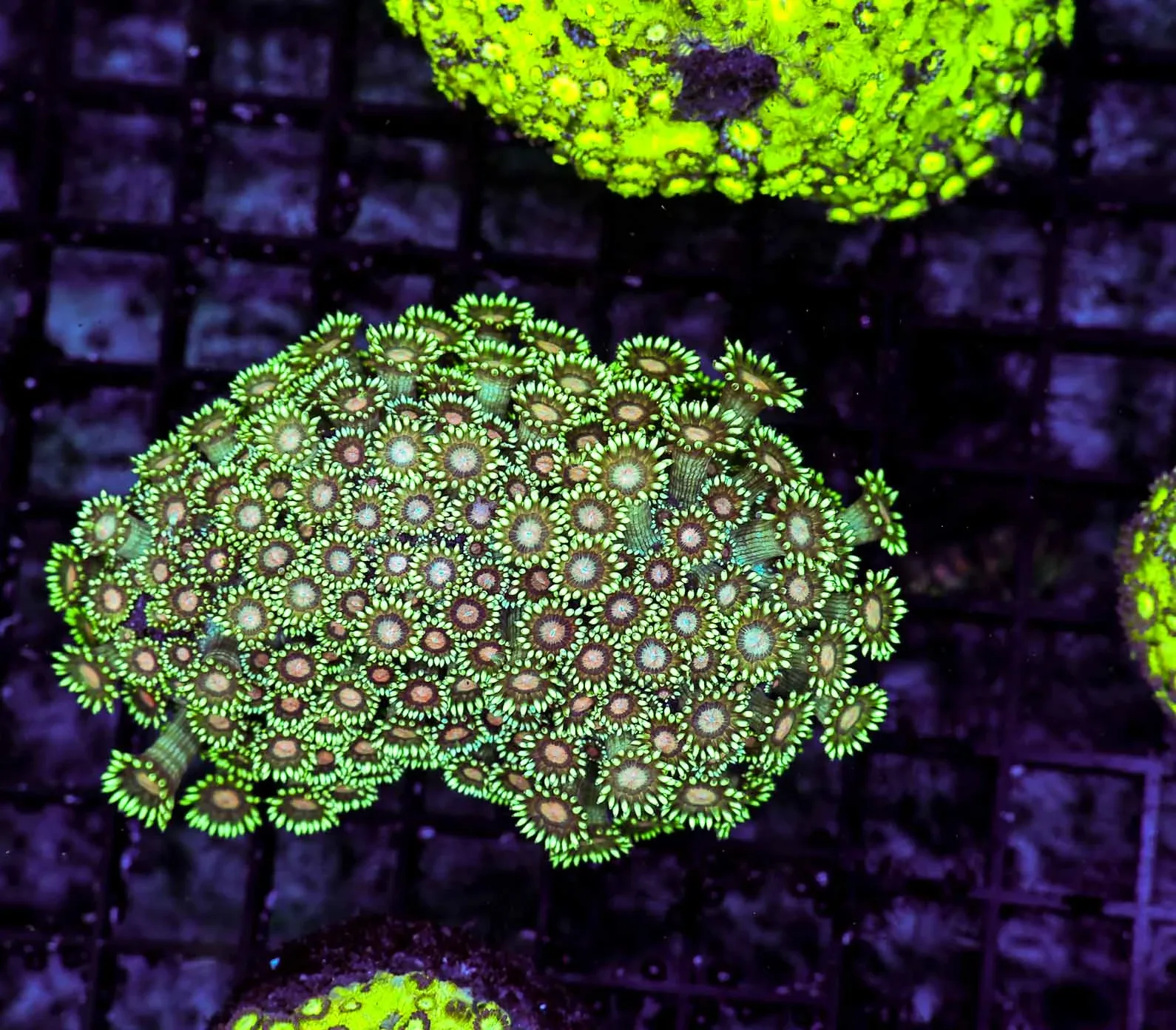 Freya Goniopora Colony WYSIWYG - SAQ Coral Farm