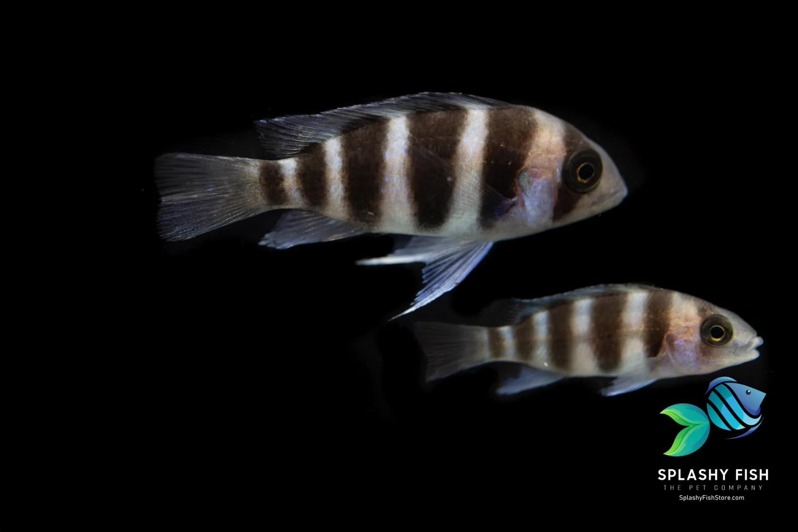 Frontosa - Image 2