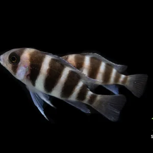 Frontosa