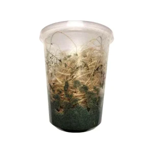 Fruit Flies - Wingless Melanogaster Culture - Free Shipping
