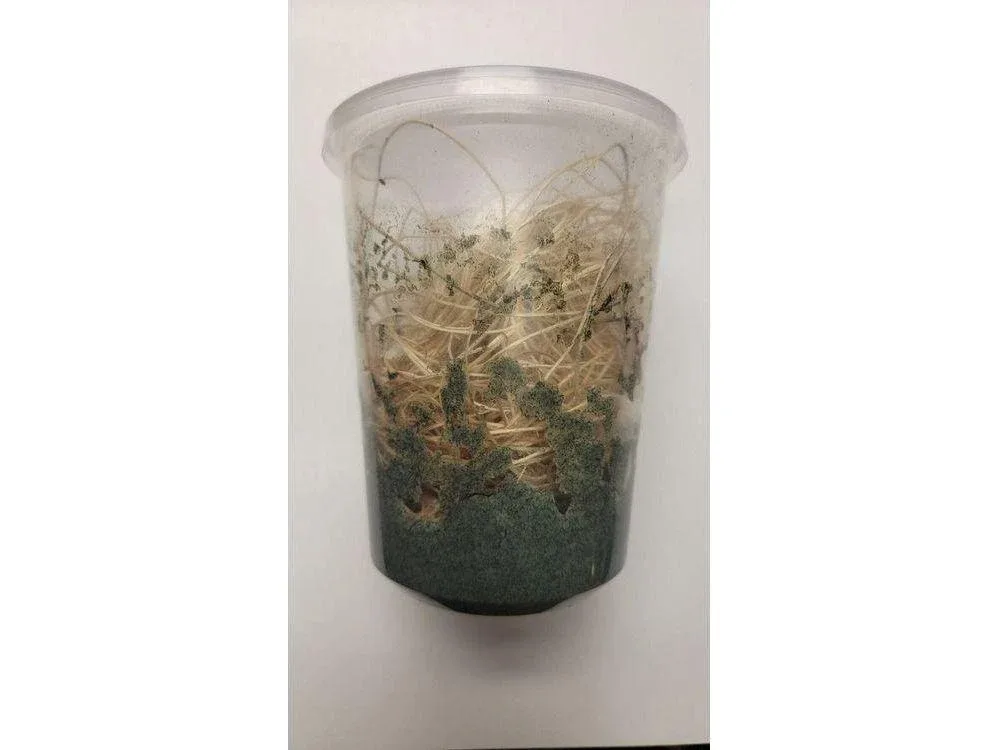 Fruit Flies - Wingless Melanogaster Culture - Free Shipping - Image 2