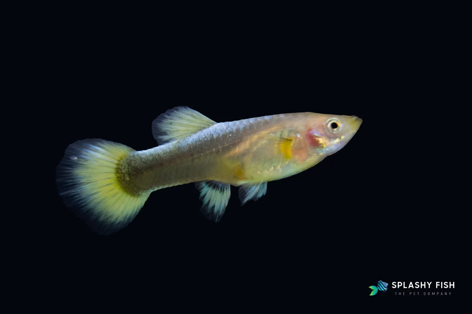 Full Gold Guppy Fish - Image 2
