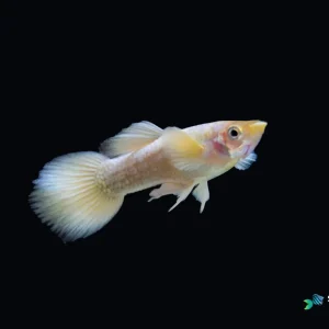 Full Gold Guppy Fish