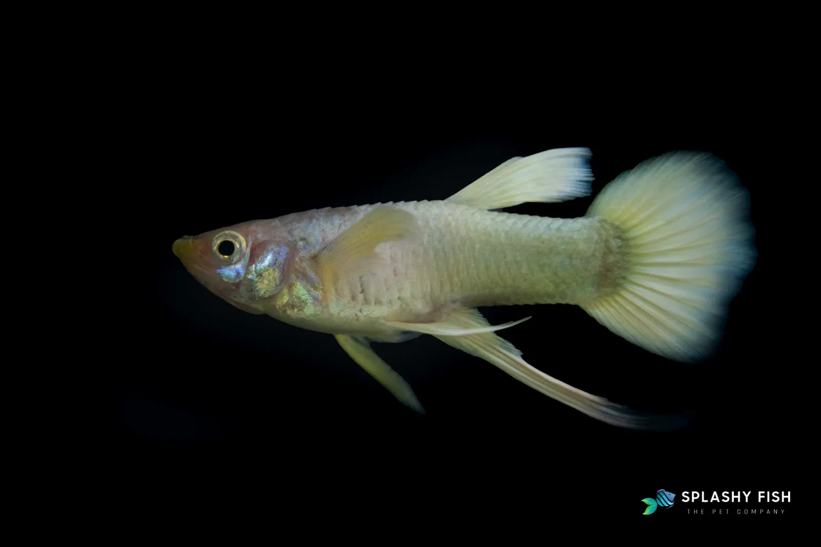 Full Gold Ribbon Guppy Fish - Image 2