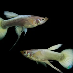 Full Gold Ribbon Guppy Fish