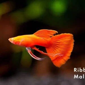 Full Red Albino Guppy, (Poecilia reticulata), Males and Females - Tank-Bred!