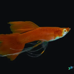 Full Red Guppy Fish
