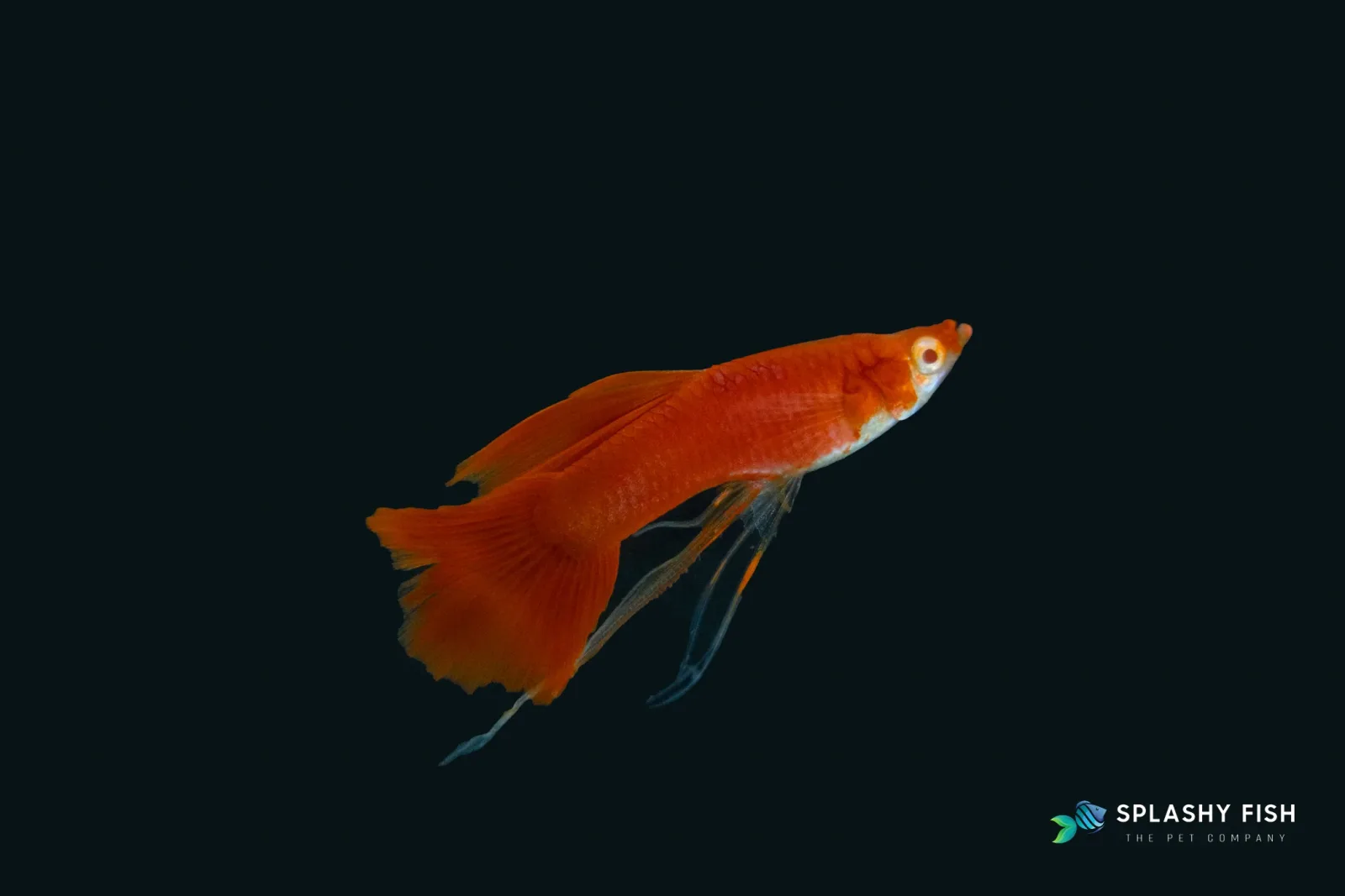 Full Red Guppy Fish - Image 2