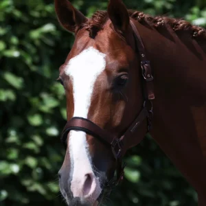 Fusco Head Collar With Lead Rope Brown