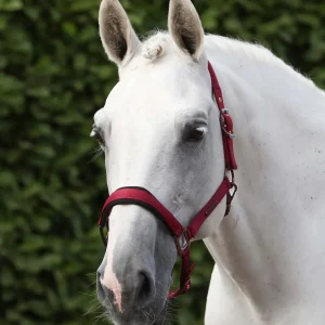 Fusco Head Collar With Lead Rope Burgundy