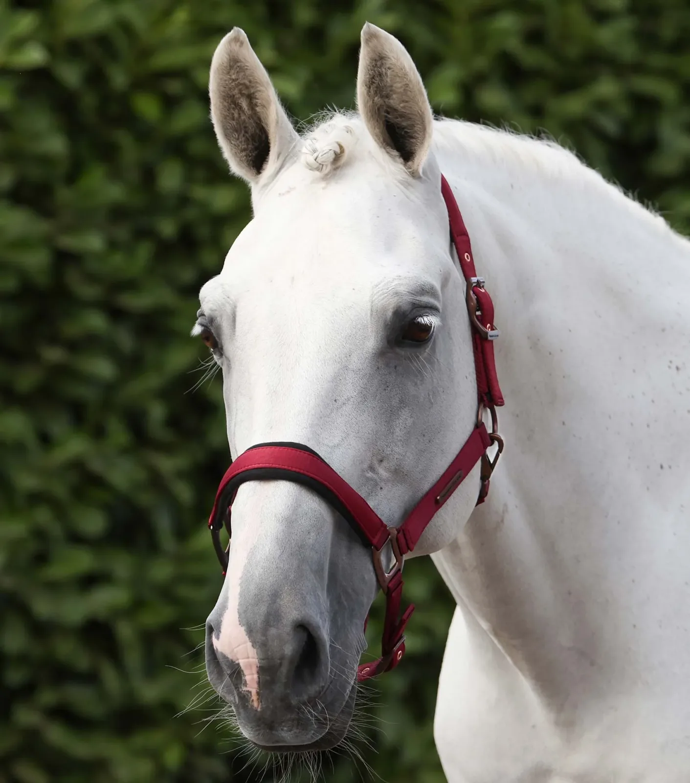 Fusco Head Collar With Lead Rope Burgundy