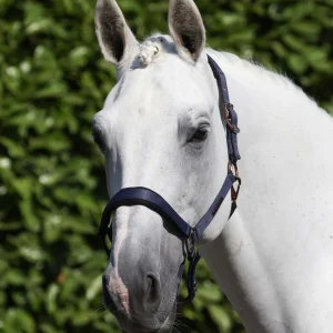 Fusco Head Collar With Lead Rope Navy