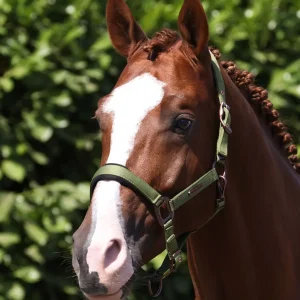 Fusco Head Collar With Lead Rope Olive