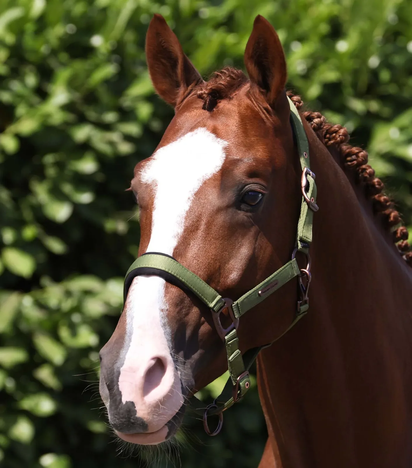 Fusco Head Collar With Lead Rope Olive