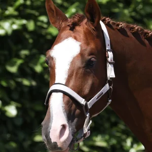 Fusco Head Collar With Lead Rope Taupe