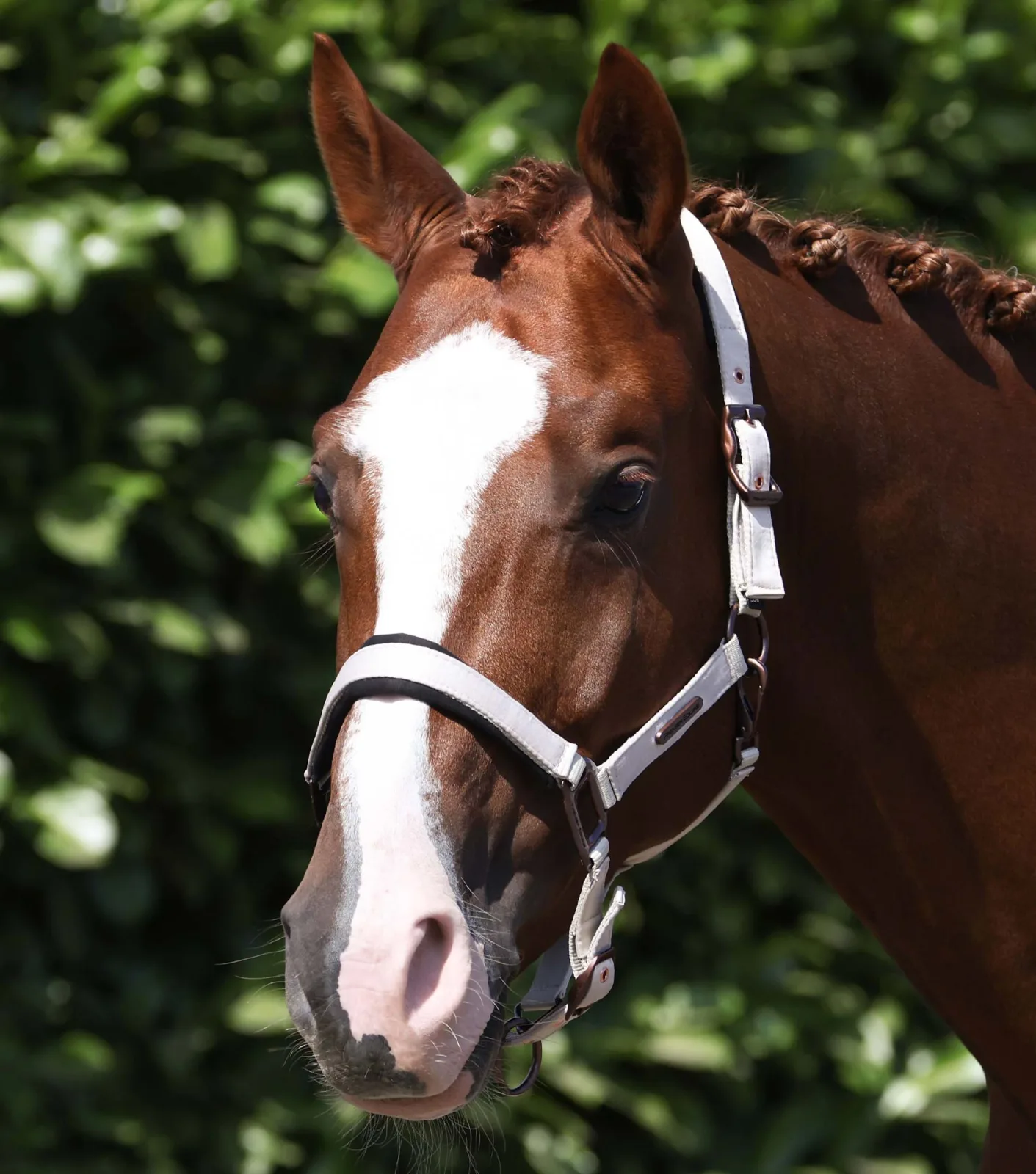 Fusco Head Collar With Lead Rope Taupe