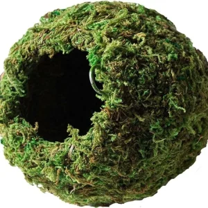 Galapagos Mossy Cave, 6"