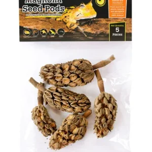 Galapagos Natural Magnolia Seed Pods