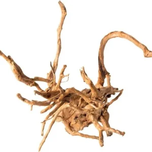 Galapagos Spiderwood, 12-24"
