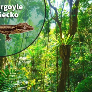 Gargoyle Gecko (Rhacodactylus auriculatus) Bioactive Vivarium Kit
