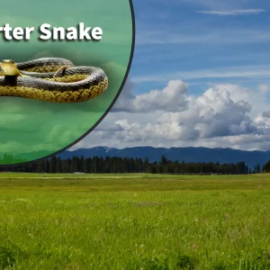 Garter Snake (Thamnophis species) Bioactive Vivarium Kit