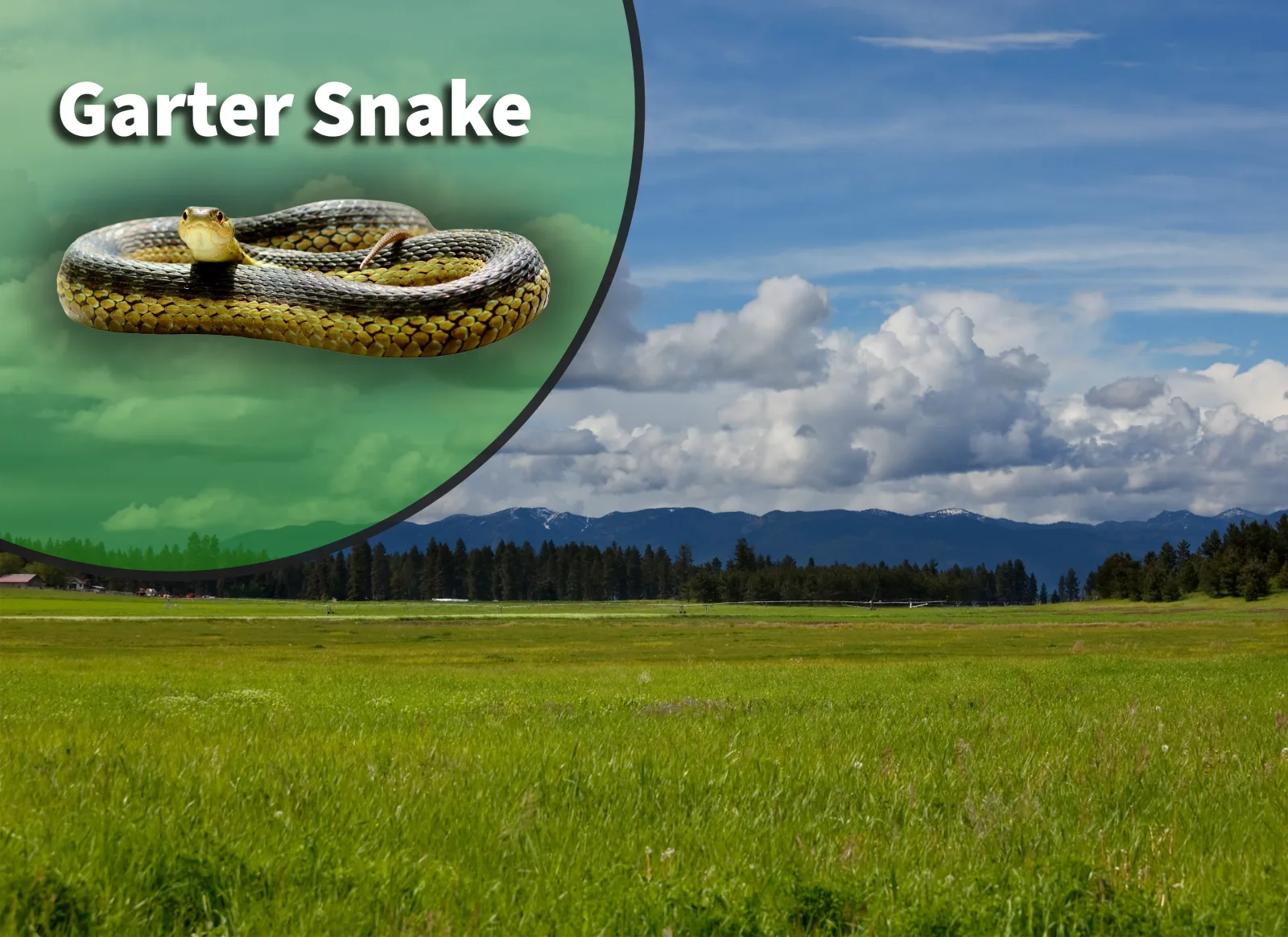 Garter Snake (Thamnophis species) Bioactive Vivarium Kit