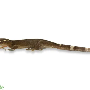 Gekko vittatus (Captive Bred) | Skunk Gecko, White Lined Gecko