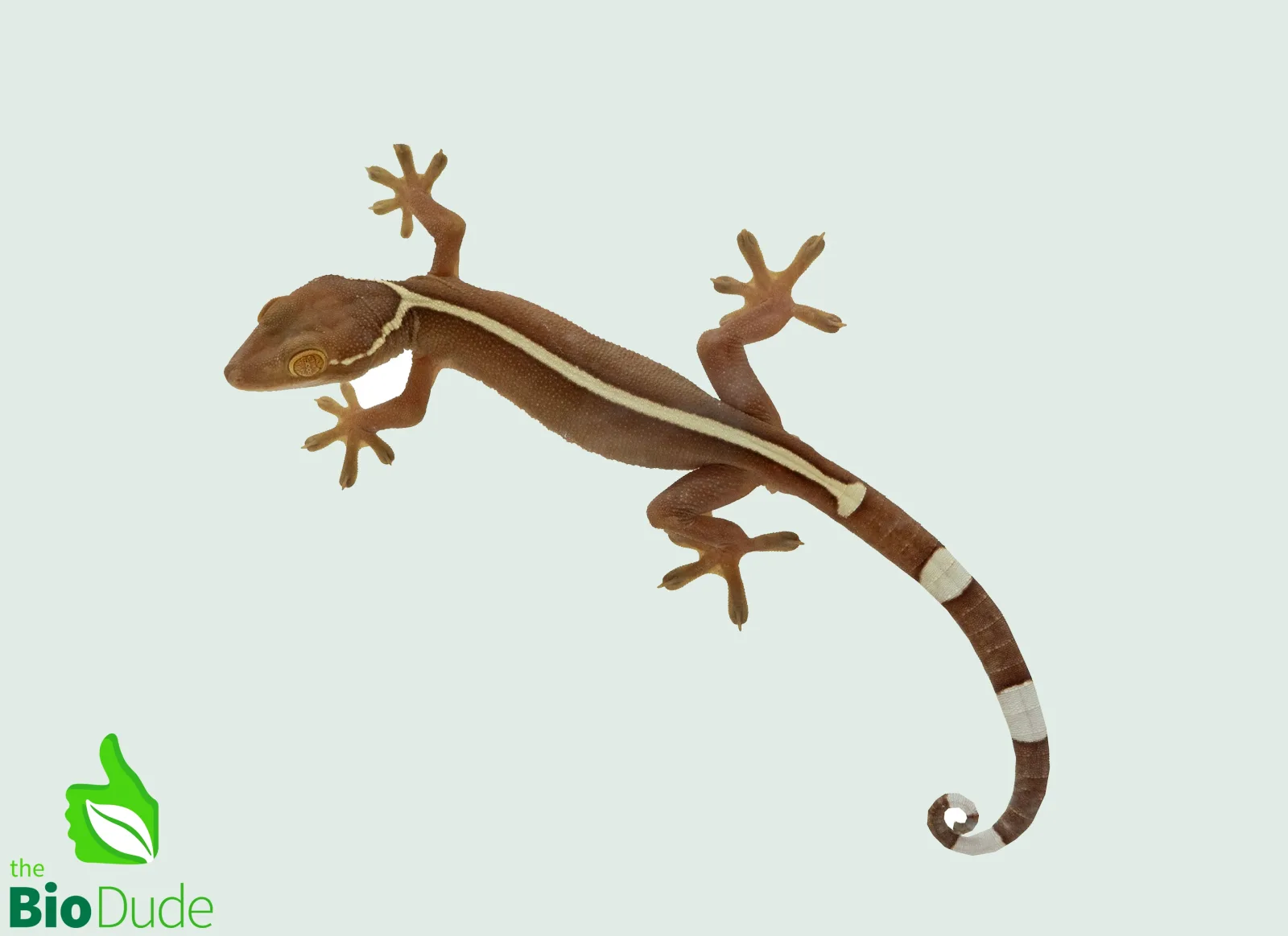 Gekko vittatus (Captive Bred) | Skunk Gecko, White Lined Gecko - Image 2