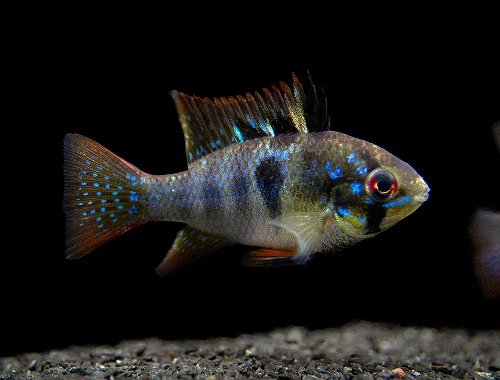 German Black Ram Dwarf Cichlid (Mikrogeophagus ramirezi "German Black") - Tank Bred - Image 2