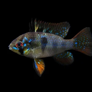 German Black Ram Dwarf Cichlid (Mikrogeophagus ramirezi "German Black") - Tank Bred