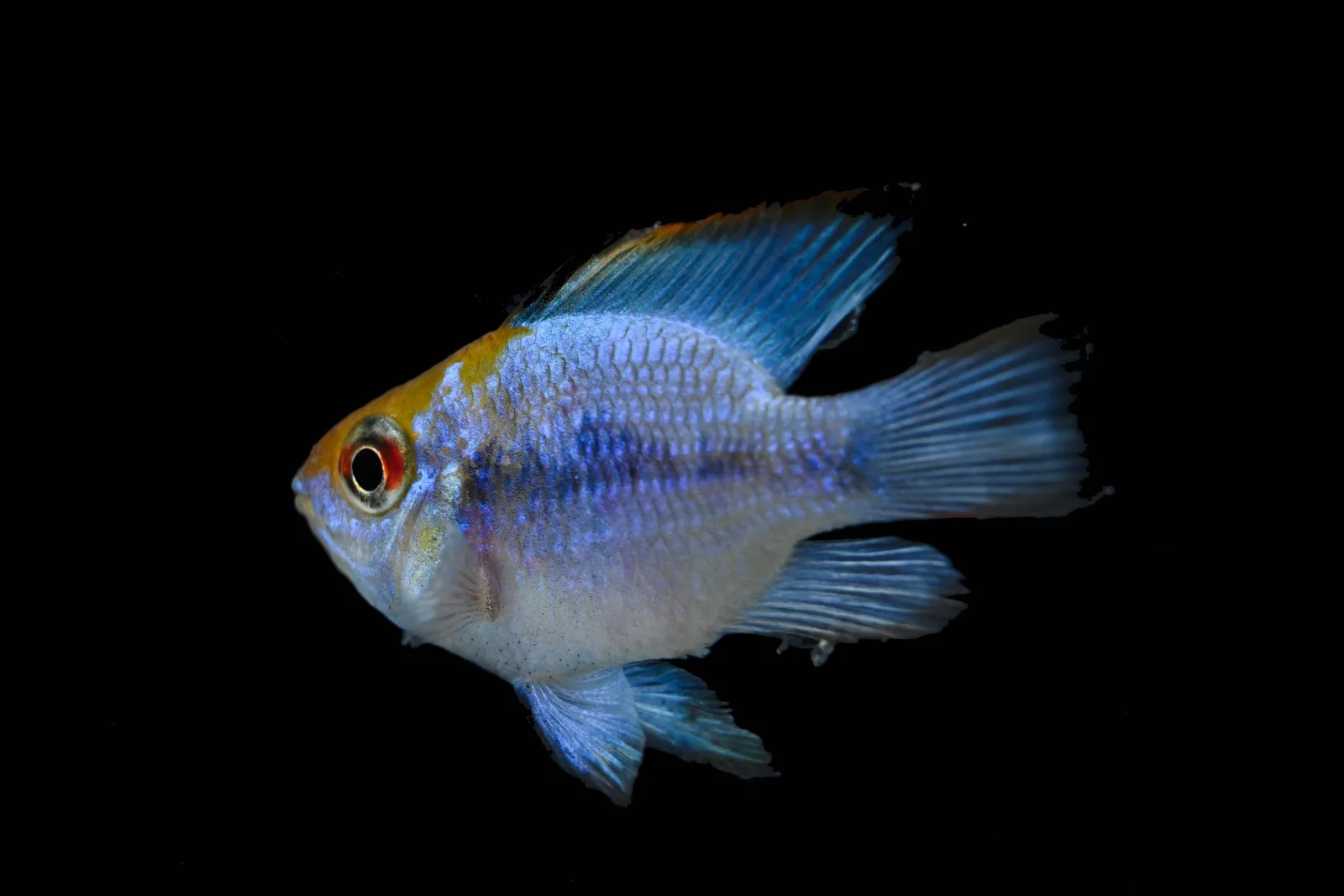 German Blue Ram - Image 2