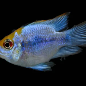 German Blue Ram
