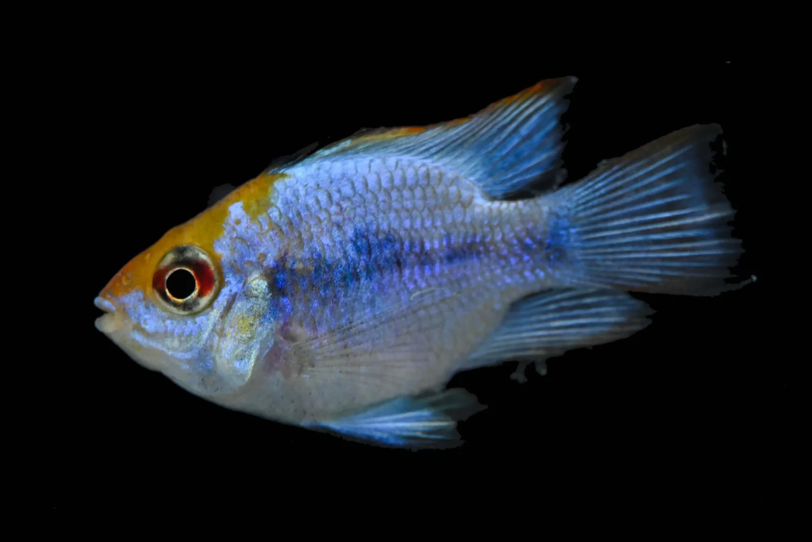 German Blue Ram