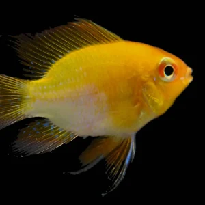 German Golden Balloon Ram