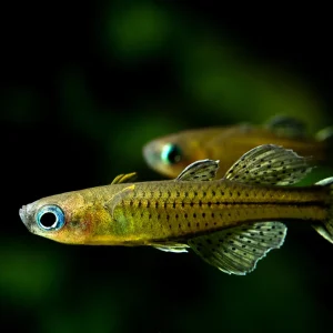 Gertrude’s Blue Eye Rainbow Fish (Pseudomugil Getrudade)