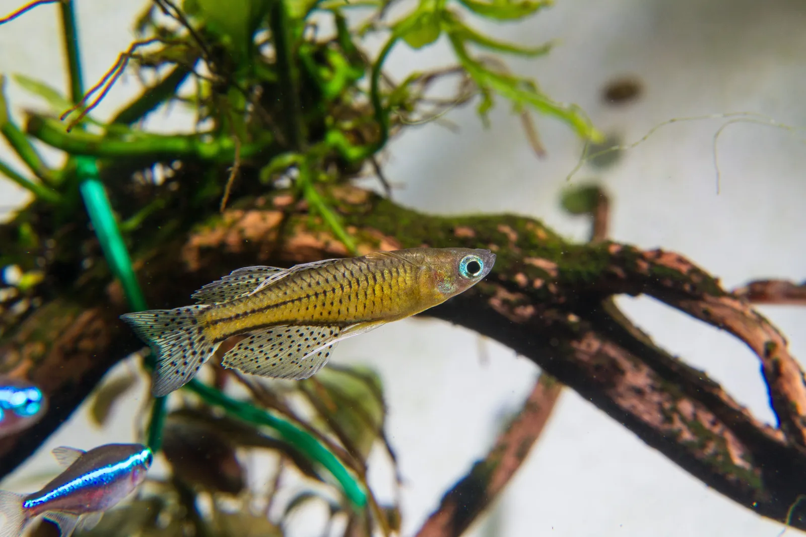 Gertrude’s Blue Eye Rainbow Fish (Pseudomugil Getrudade) - Image 2