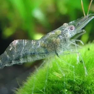 Ghost Shrimp