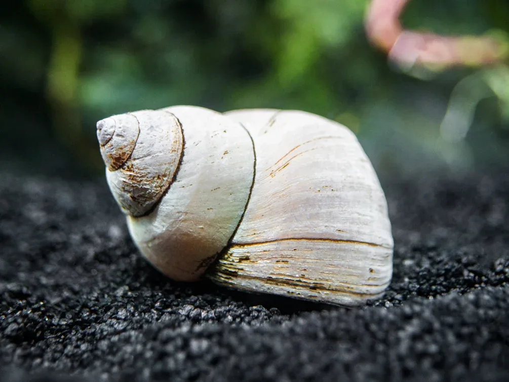 Ghost Wizard Piano Snail (Filopaludina martensi) - Image 2