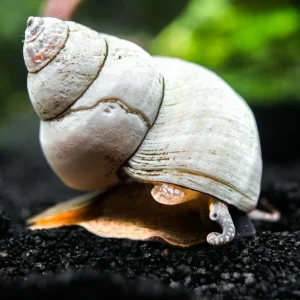 Ghost Wizard Piano Snail (Filopaludina martensi)