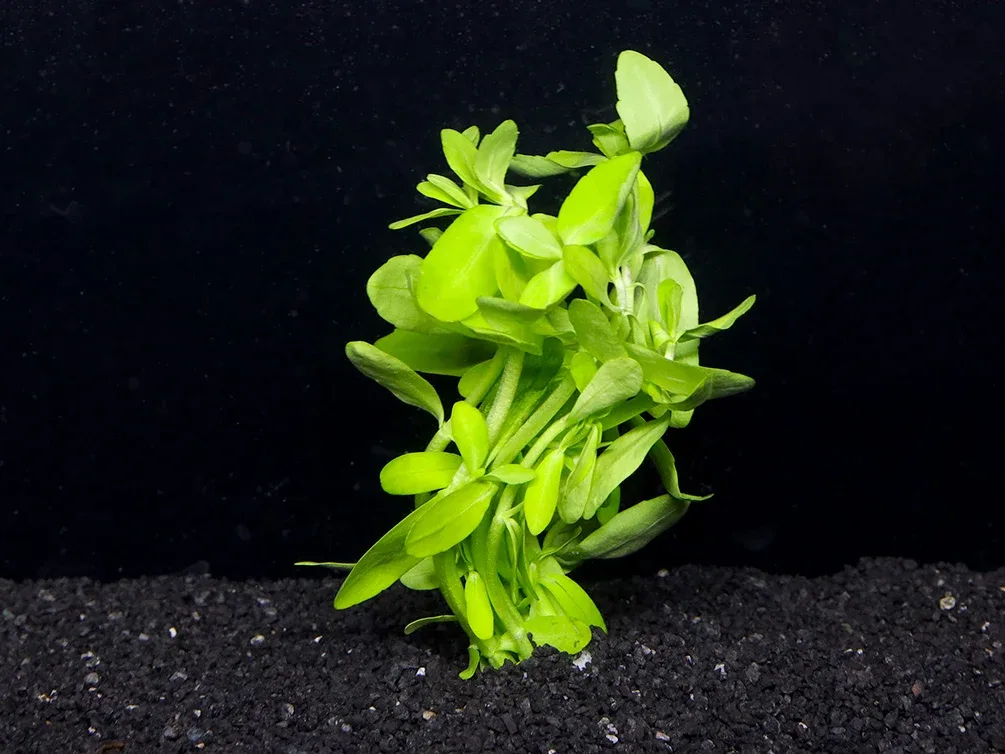 Giant Bacopa (Bacopa madagascariensis) - Bunch - Image 2