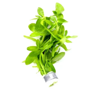 Giant Bacopa (Bacopa madagascariensis) - Bunch