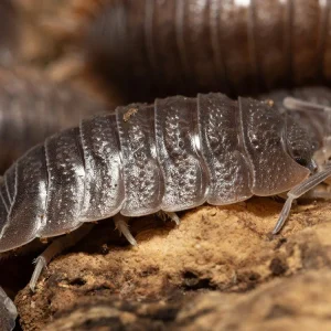 Giant Canyon Isopods (Porcellio dilatatus)