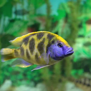 Giraffe Cichlid
