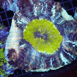 Glacier Acanthophyllia WYSIWYG - SAQ Coral Farm
