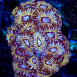 Gloom Asian Acan Colony WYSIWYG - SAQ Coral Farm