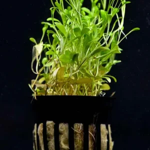 Glossostigma Aquatic Plant