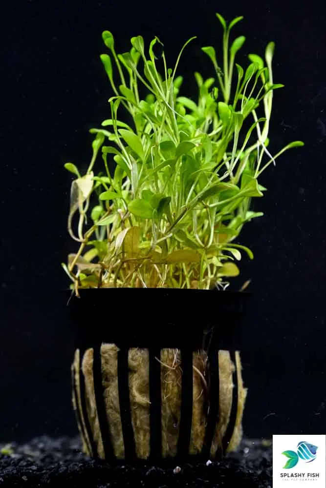 Glossostigma Aquatic Plant