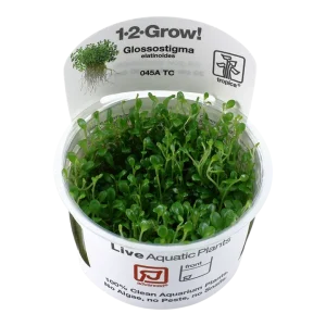 Glossostigma elatinoides Tissue Culture by Tropica