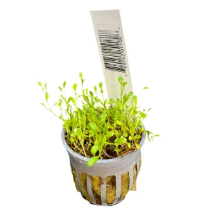 Glossostigma Potted